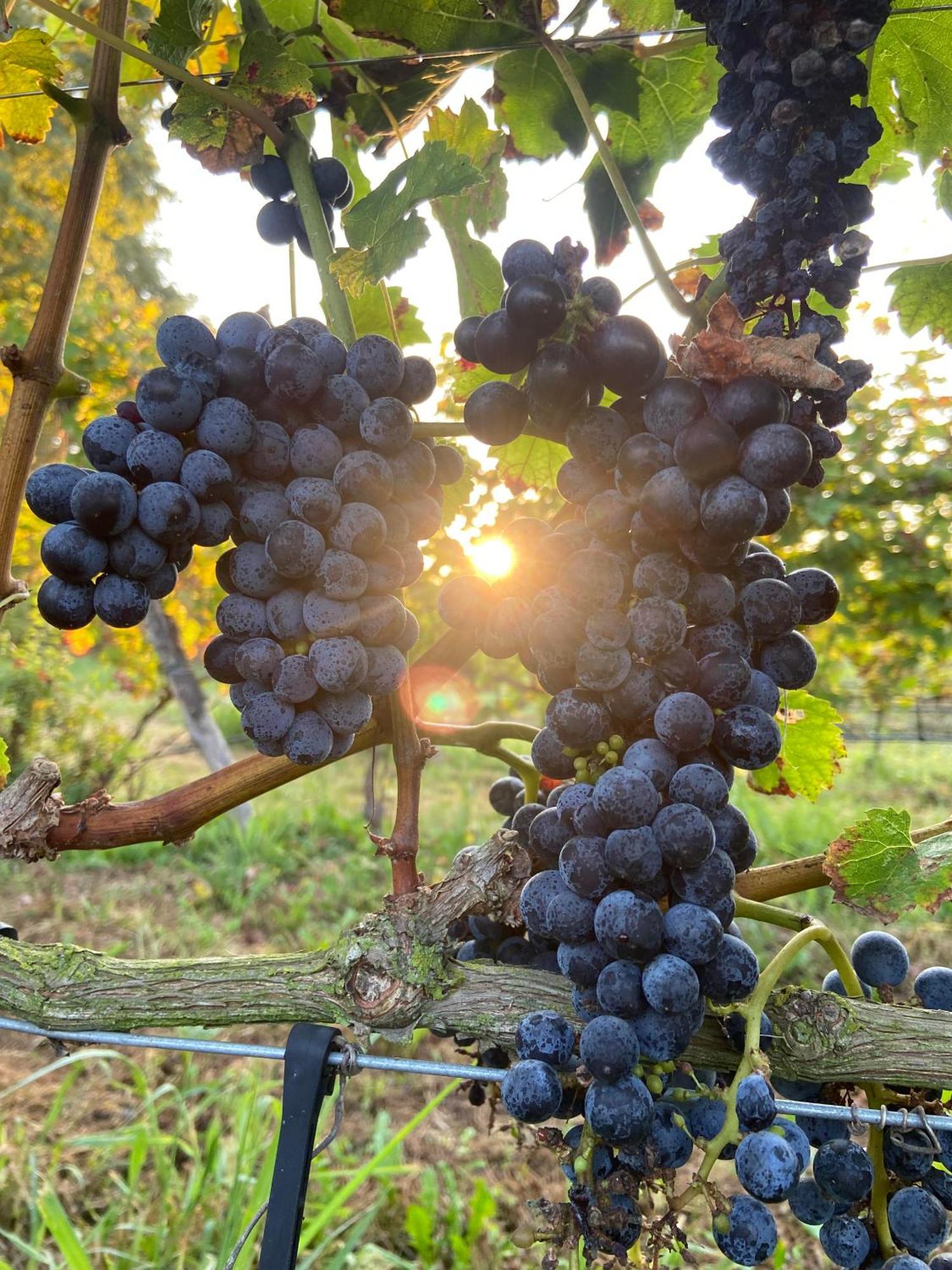 Вілла La Vineria Di San Mattia Верона Екстер'єр фото